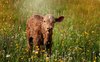 Streit zwischen EDEKA und Landwirten wegen "Aktion Tierwohl"